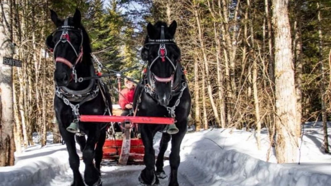 Two black horses dragging a sleigh in a wooded area