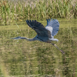 A large Great Blue Heron flies low over a river.