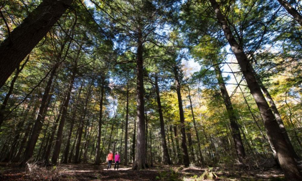 Two people walking through wooded forest