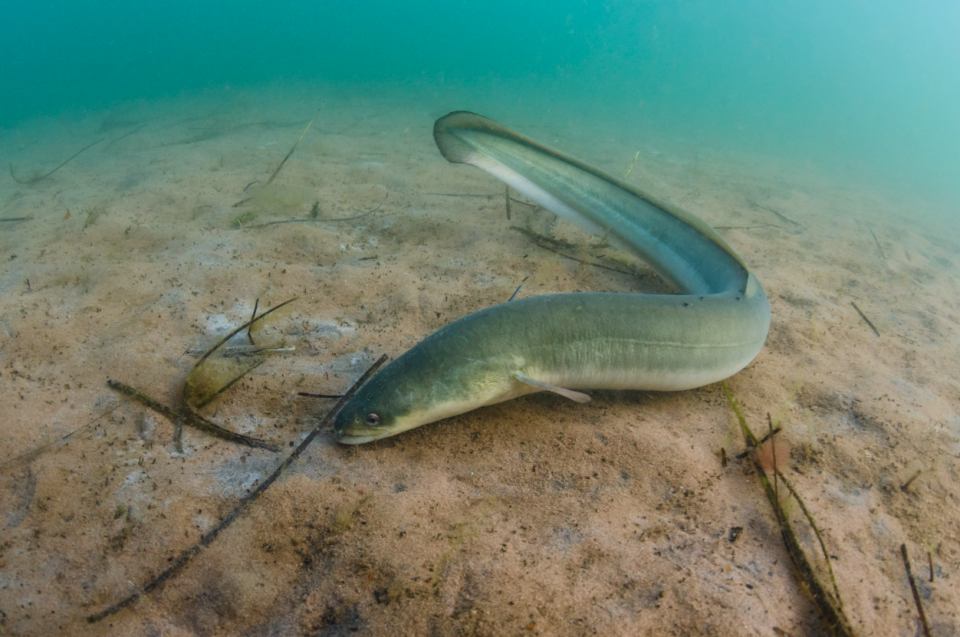 A long American Eel floating above a sandy bank underwater.