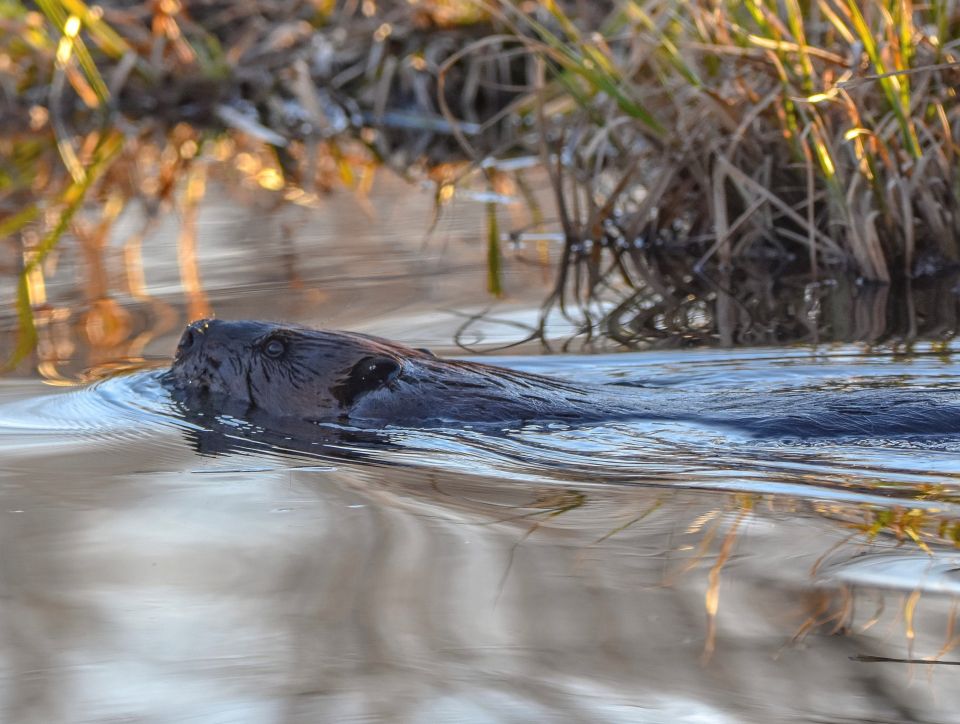 A close up of a beaver head breaking through the water as it swims down a river.