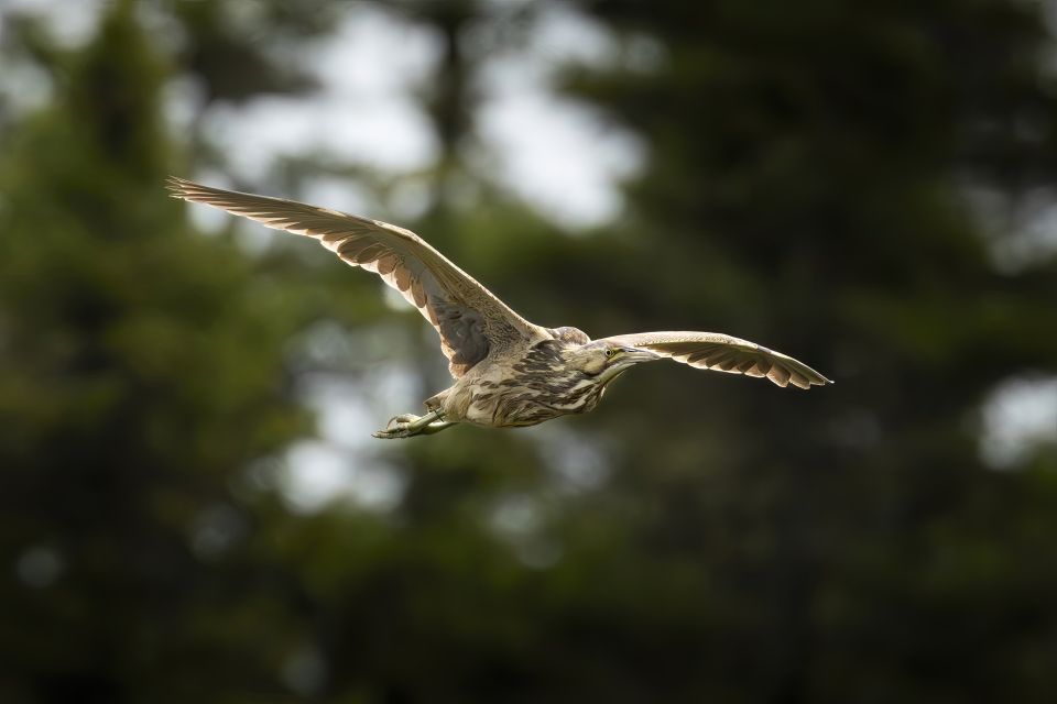 A Bittern flies with their wings spread wide across a forested landscape.