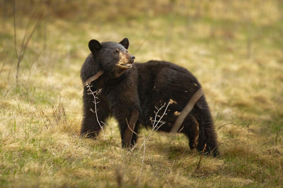A small black bear standing in a grassy plane sniffing the air while looking to the right.