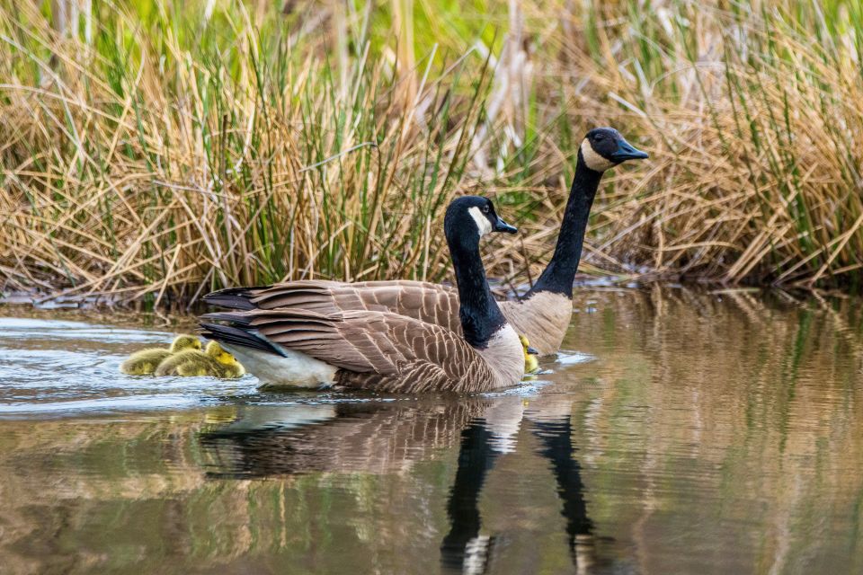 Two Canadian geese swim down a river side-by-side.