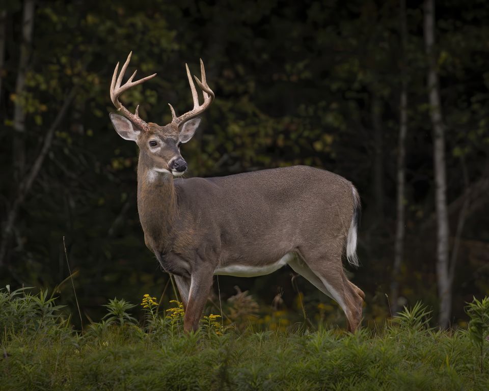 A white-tailed deer standing in a field stares to the right against a wooded backdrop. 