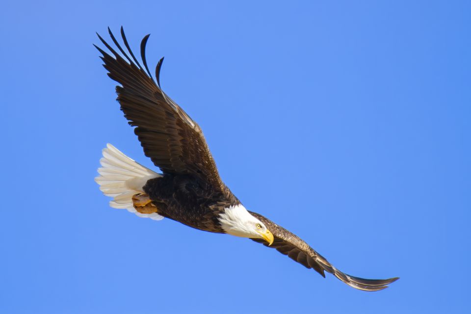 A large Bald Eagle flies across a blue, cloudless sky.