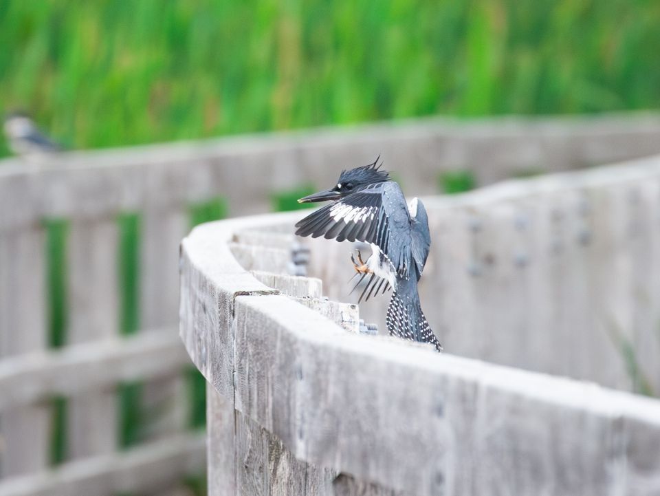 A Kingfisher in the process of landing on a wooden fence.