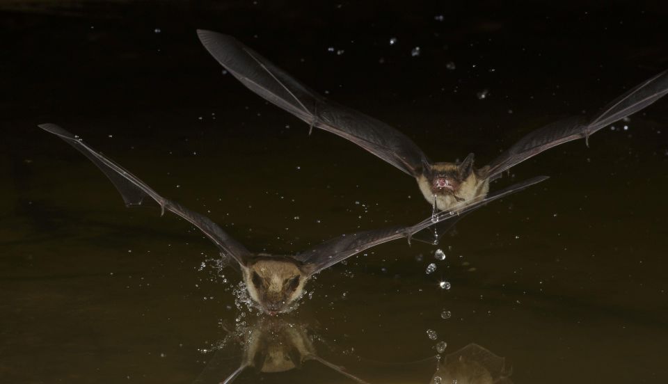 Two little brown bats fly towards the camera low over some water in the dark. 