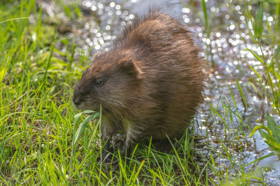 A close-up of a Muskrat standing in green grass next to a creek.