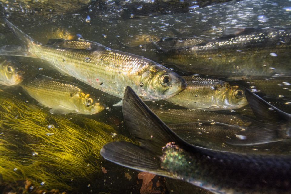 A school of Alewife fish swim together upstream.