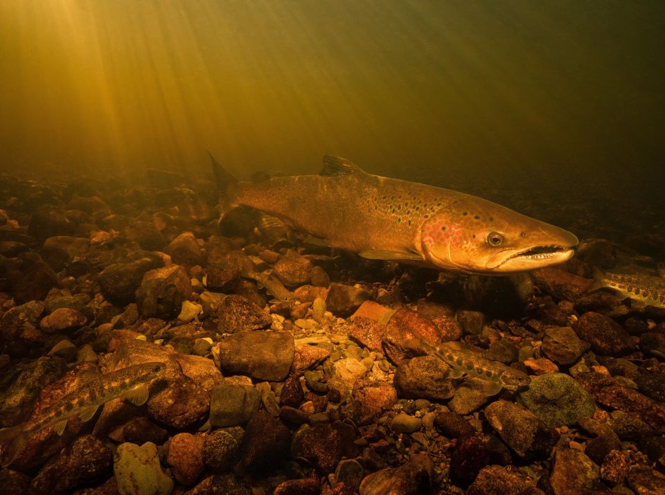 An Atlantic Salmon swims low over a bed of rocks while bathed in yellow light.