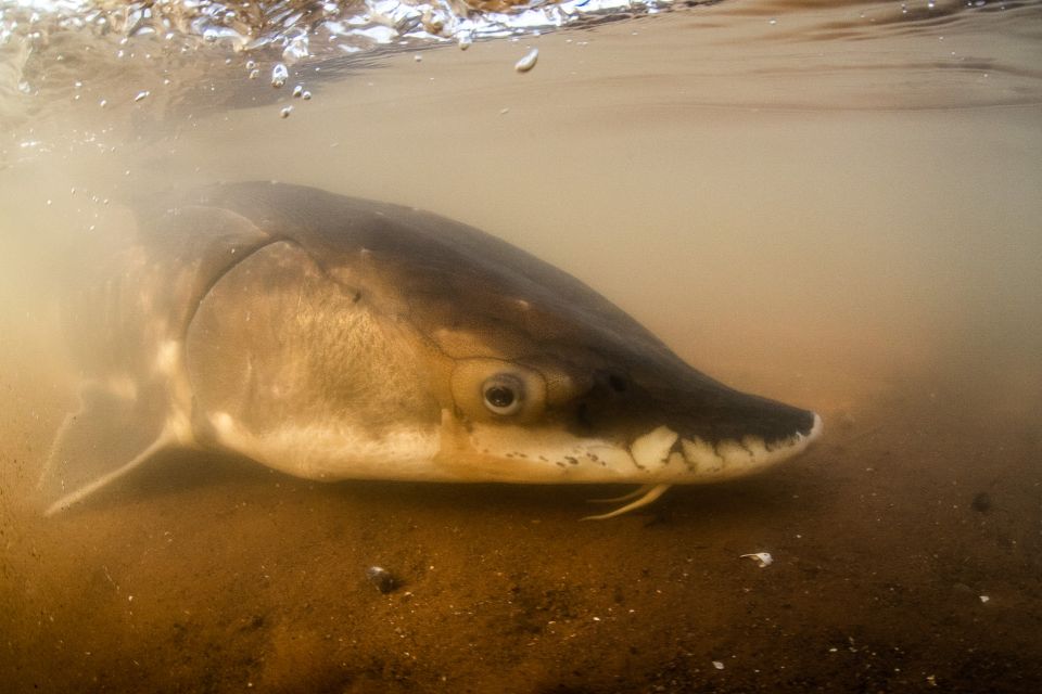 Close-up of an Atlantic Sturgeon's face while swimming in shallow water.