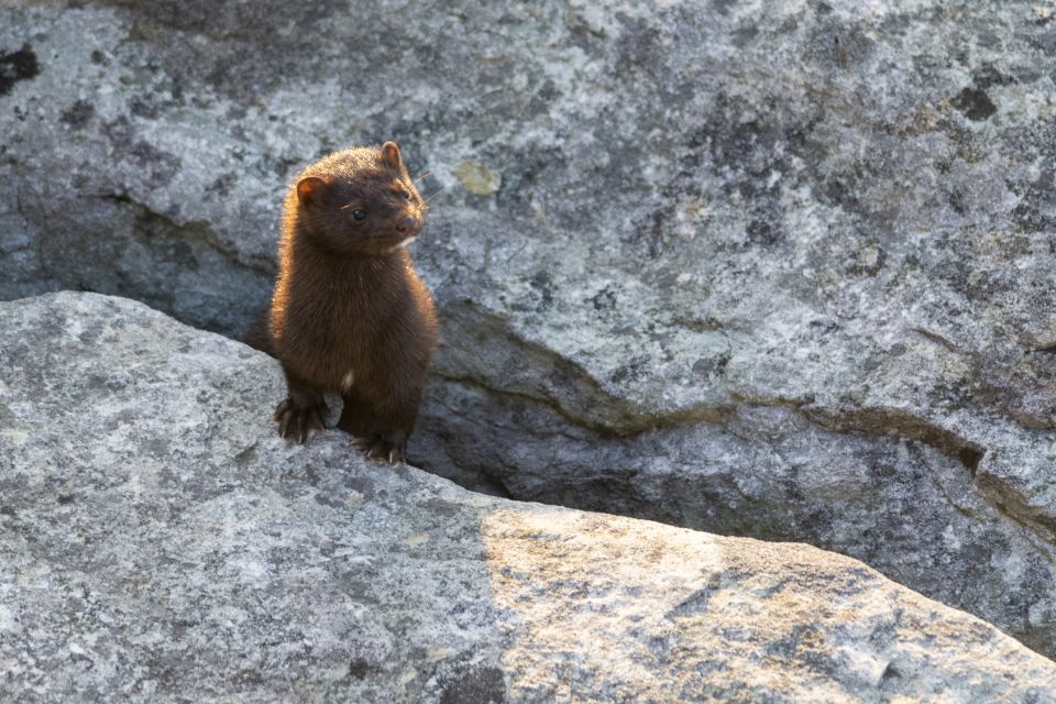 A little brown mink pokes its head into the sun while standing between the cleft of two rocks.