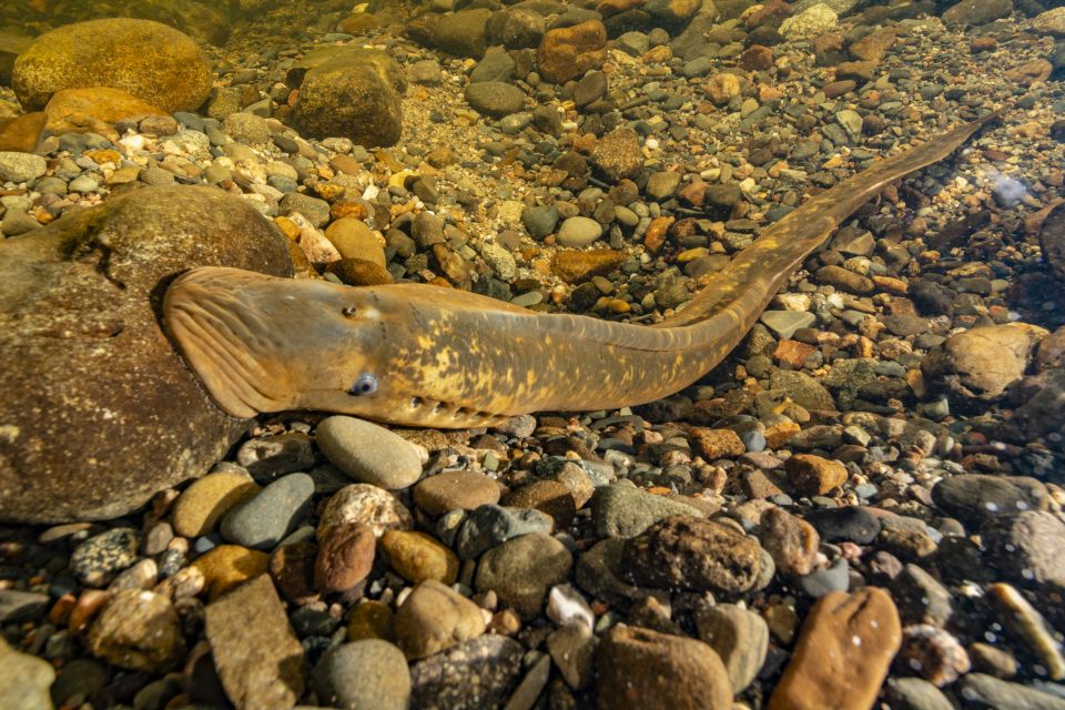 A Sea Lamprey lies against a bed of rocks at the bottom of a river.