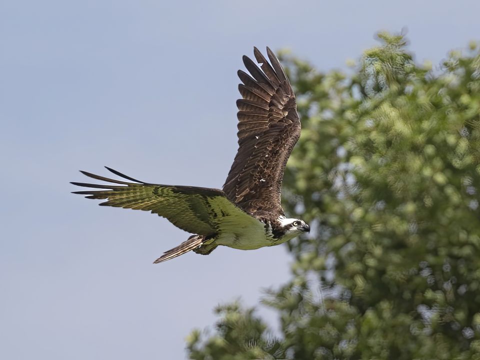 A brown Osprey flying in front of a grey sky with a tree on its right.