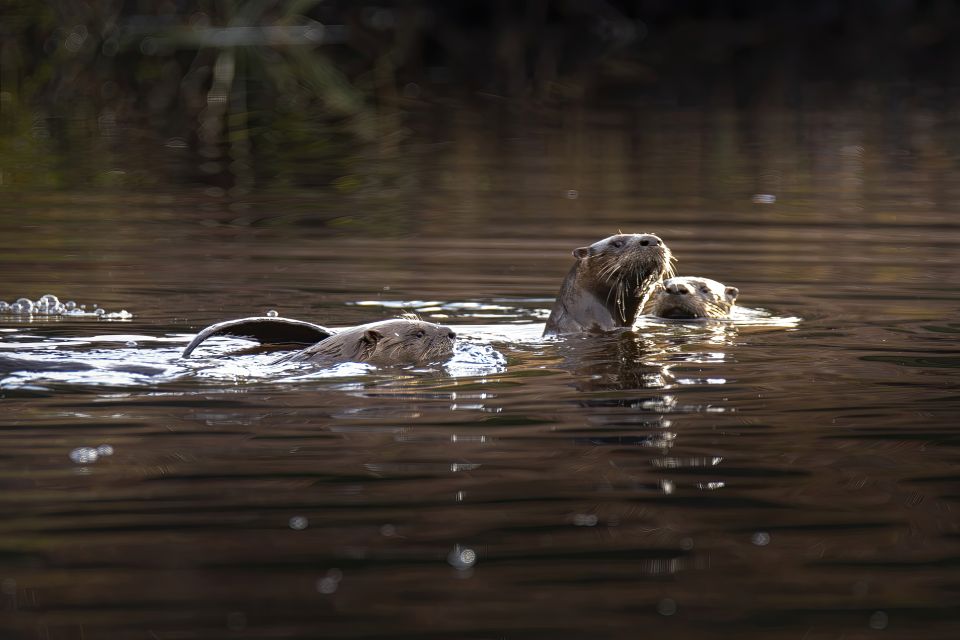 A small river otter pokes its head above water while swimming in a river.