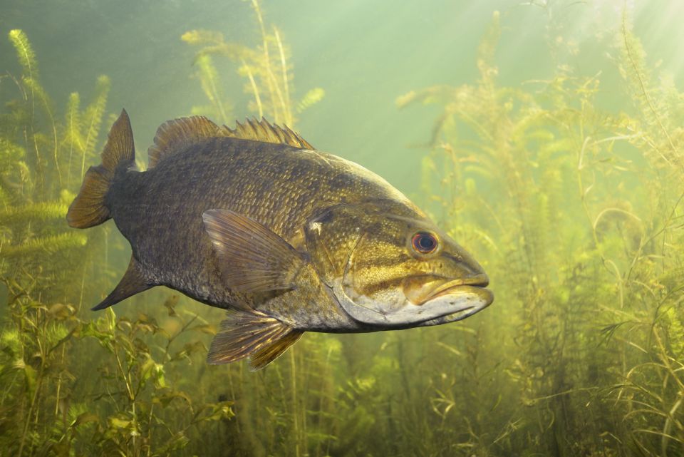 A Smallmouth Bass swims among green Hydrilla plants.