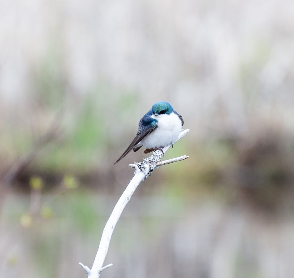 A small tree swallow perches at the end of branch against a blurred background.