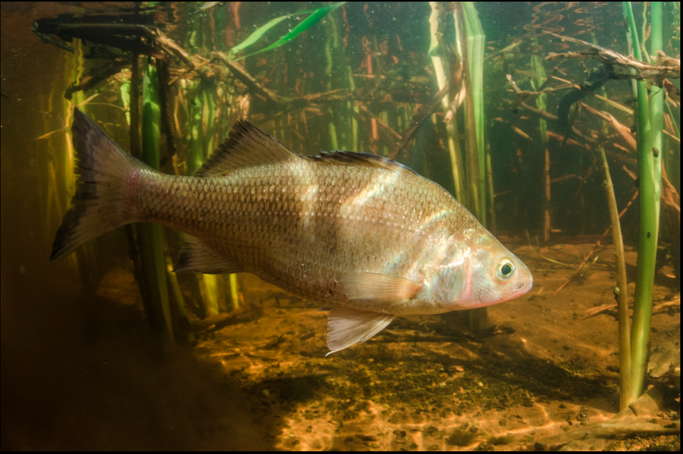 A small White Perch floats amongst green reeds while bathed in golden light.