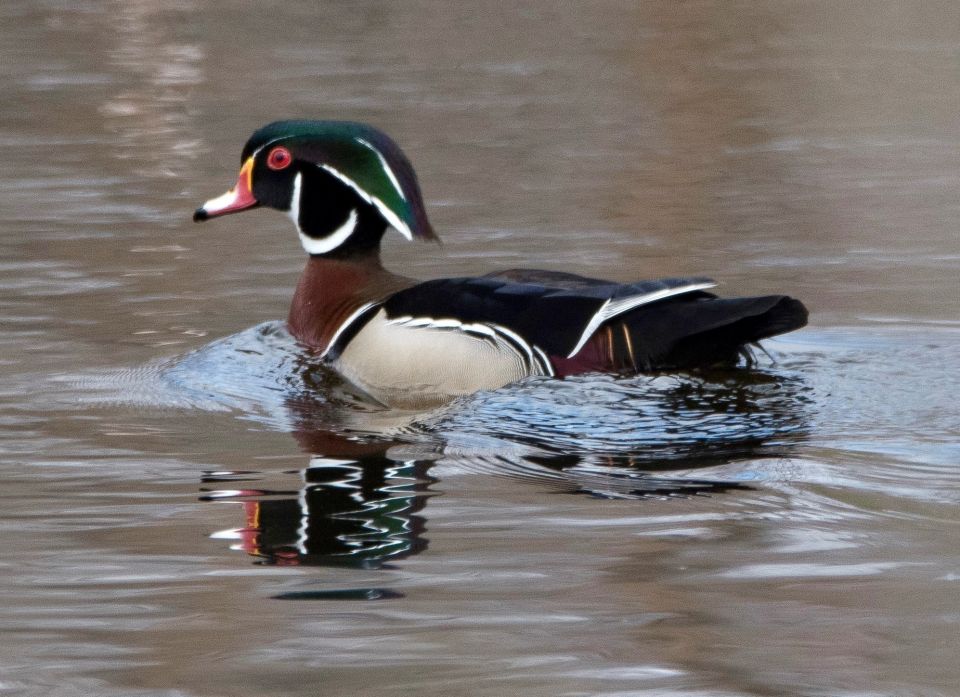 A close-up of a wood duck swimming in a body of water.