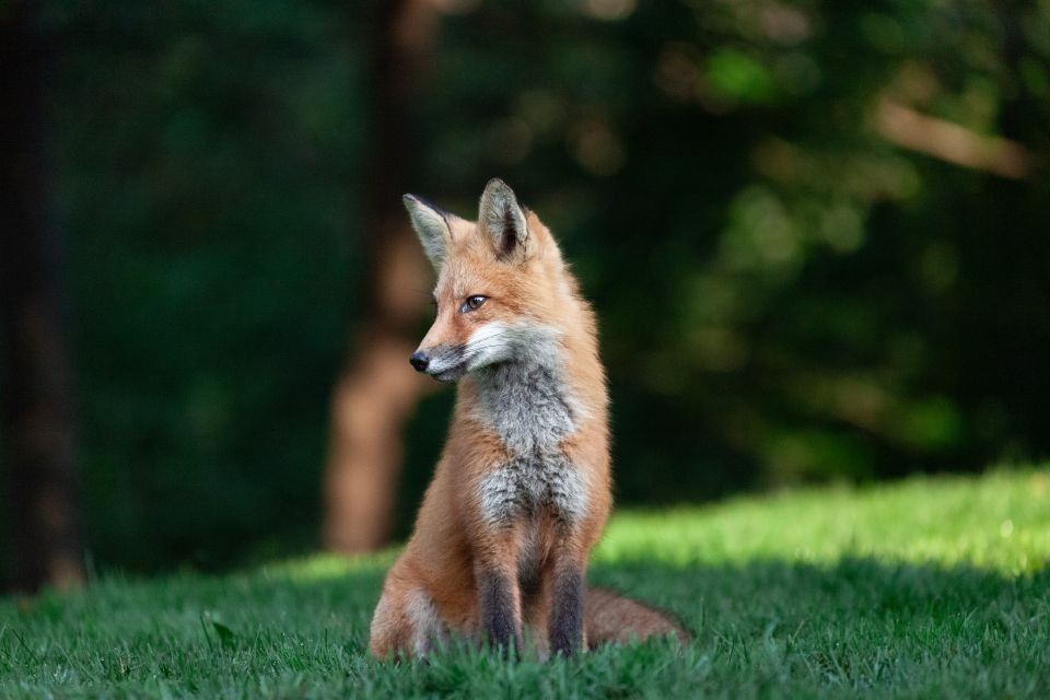 A small red fox sits in a field of grass staring off to the left.