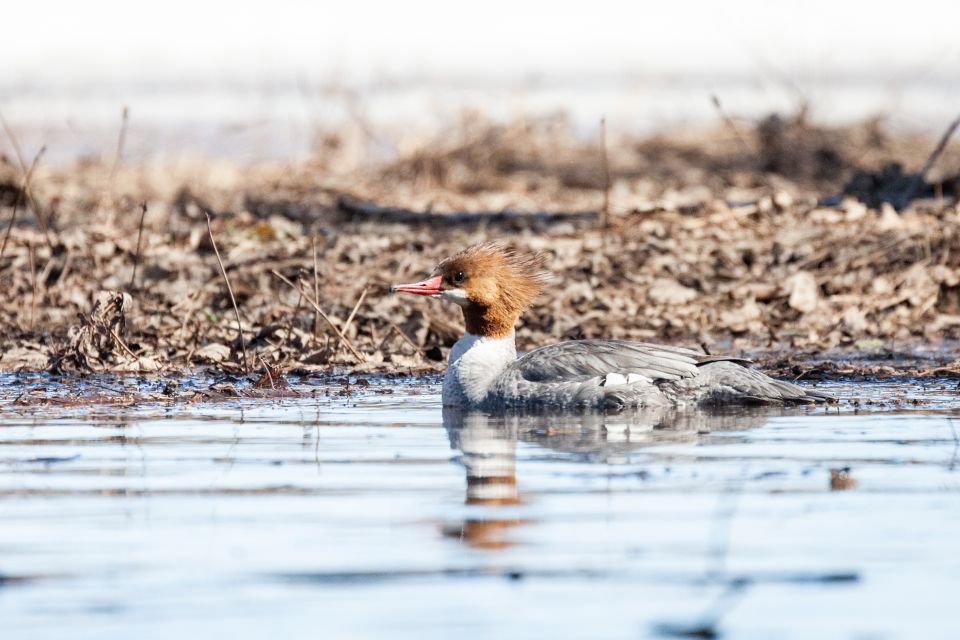 A brown headed Common Merganser duck gliding across water with leaves and sticks floating behind it.