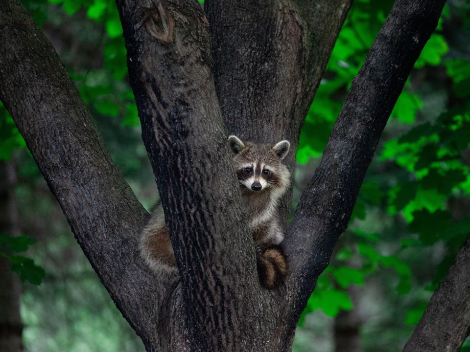 A small raccoon stares into the camera while sitting in a tree.