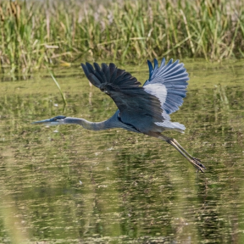 A large Great Blue Heron flies low over a river.
